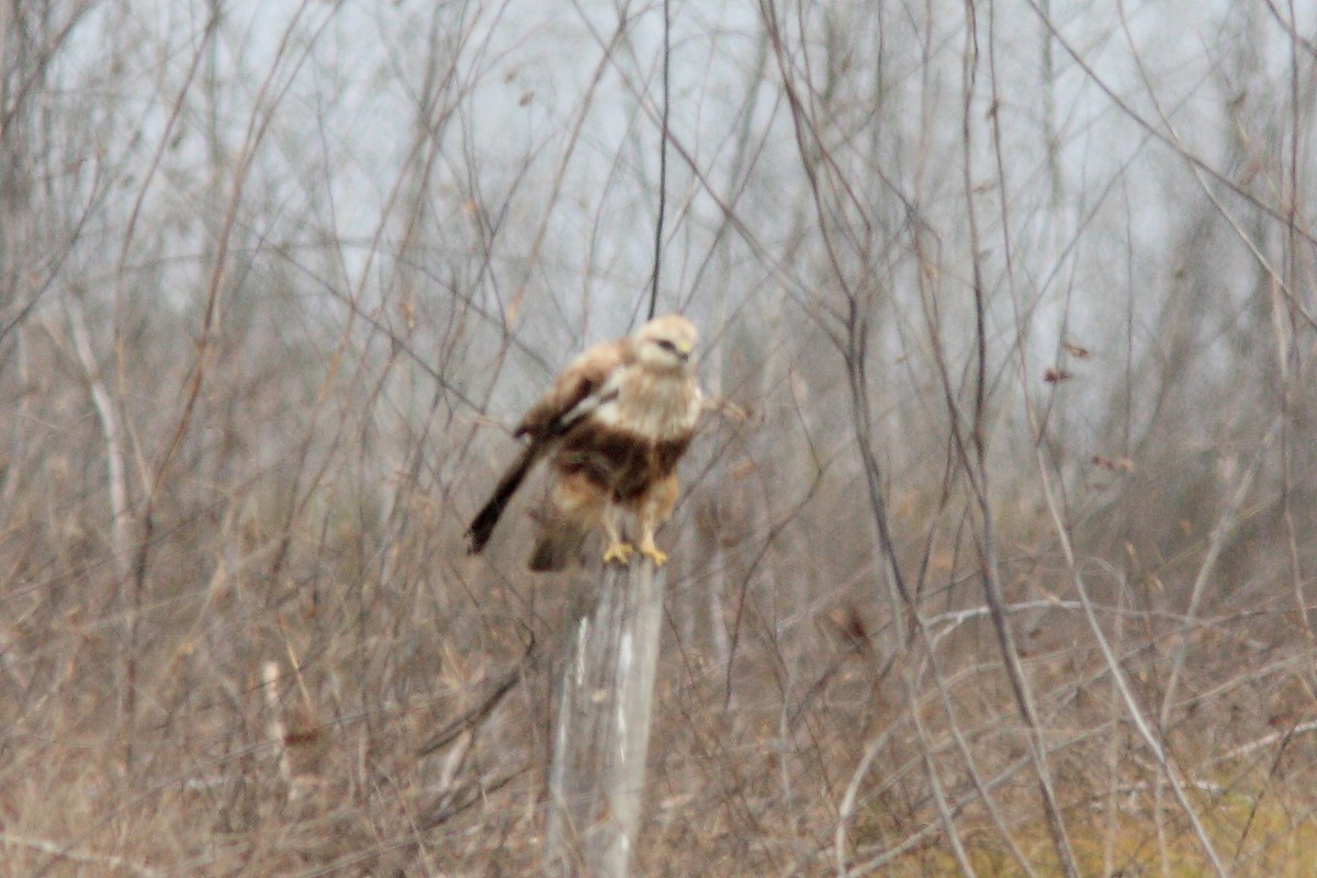 Rough-legged Hawk - ML128441401