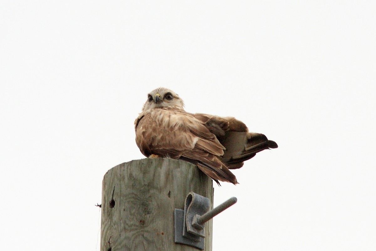 Rough-legged Hawk - ML128441421