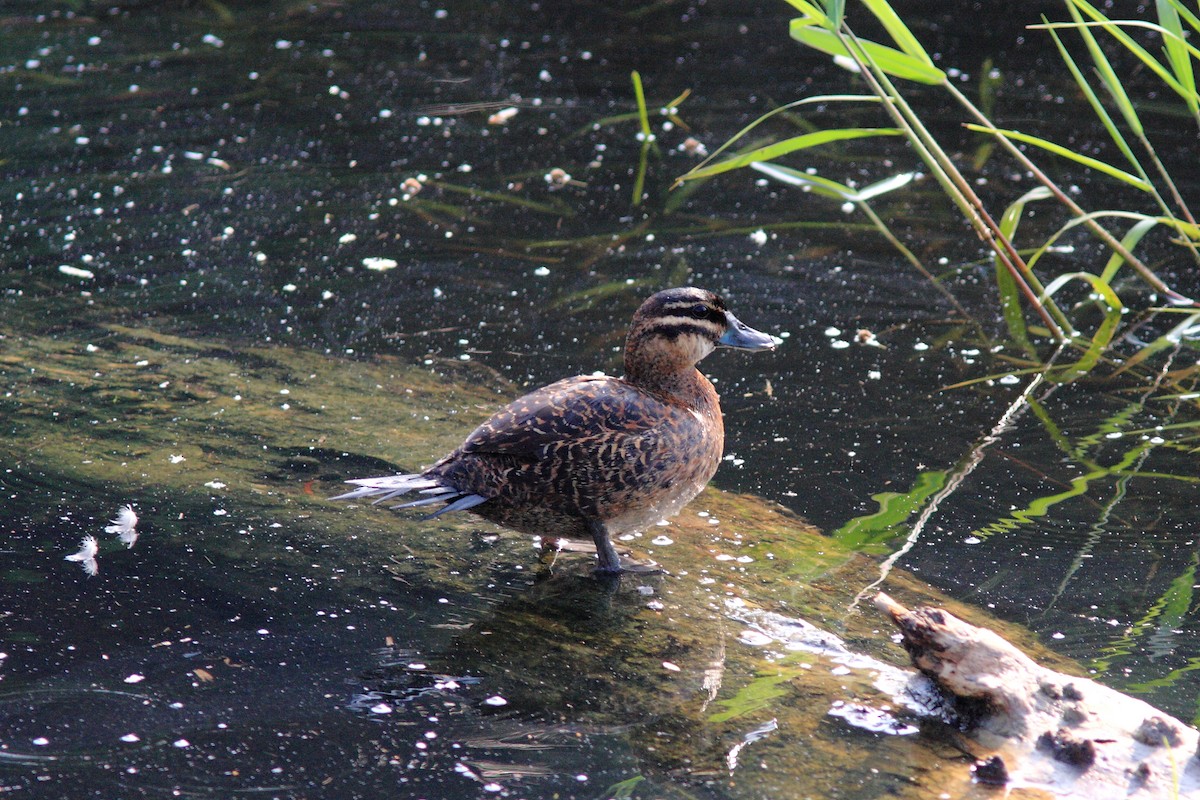 Masked Duck - ML128441481