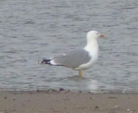 Yellow-legged Gull - ML128441751