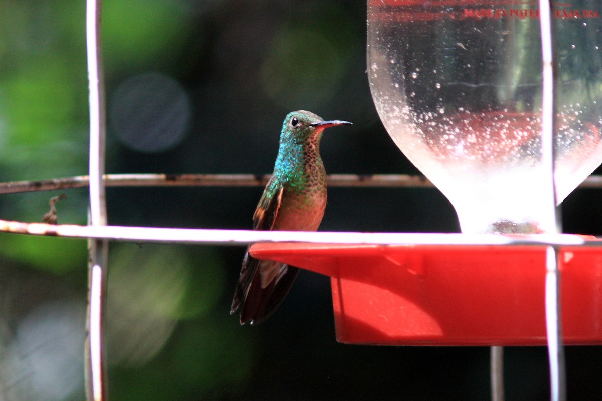 kolibřík mexický - ML128442011