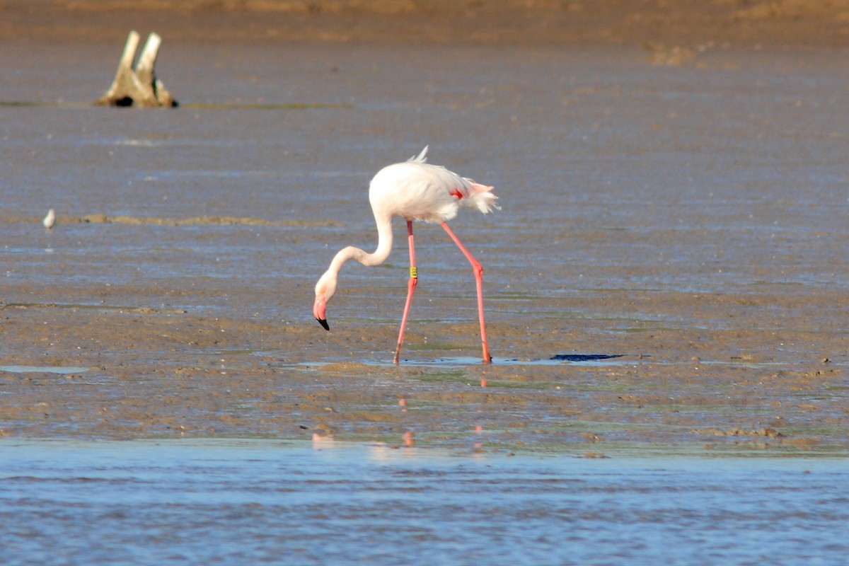 Greater Flamingo - ML128442131