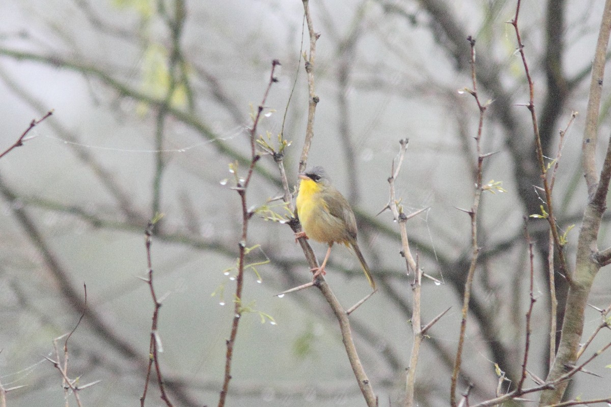 Gray-crowned Yellowthroat - ML128443161