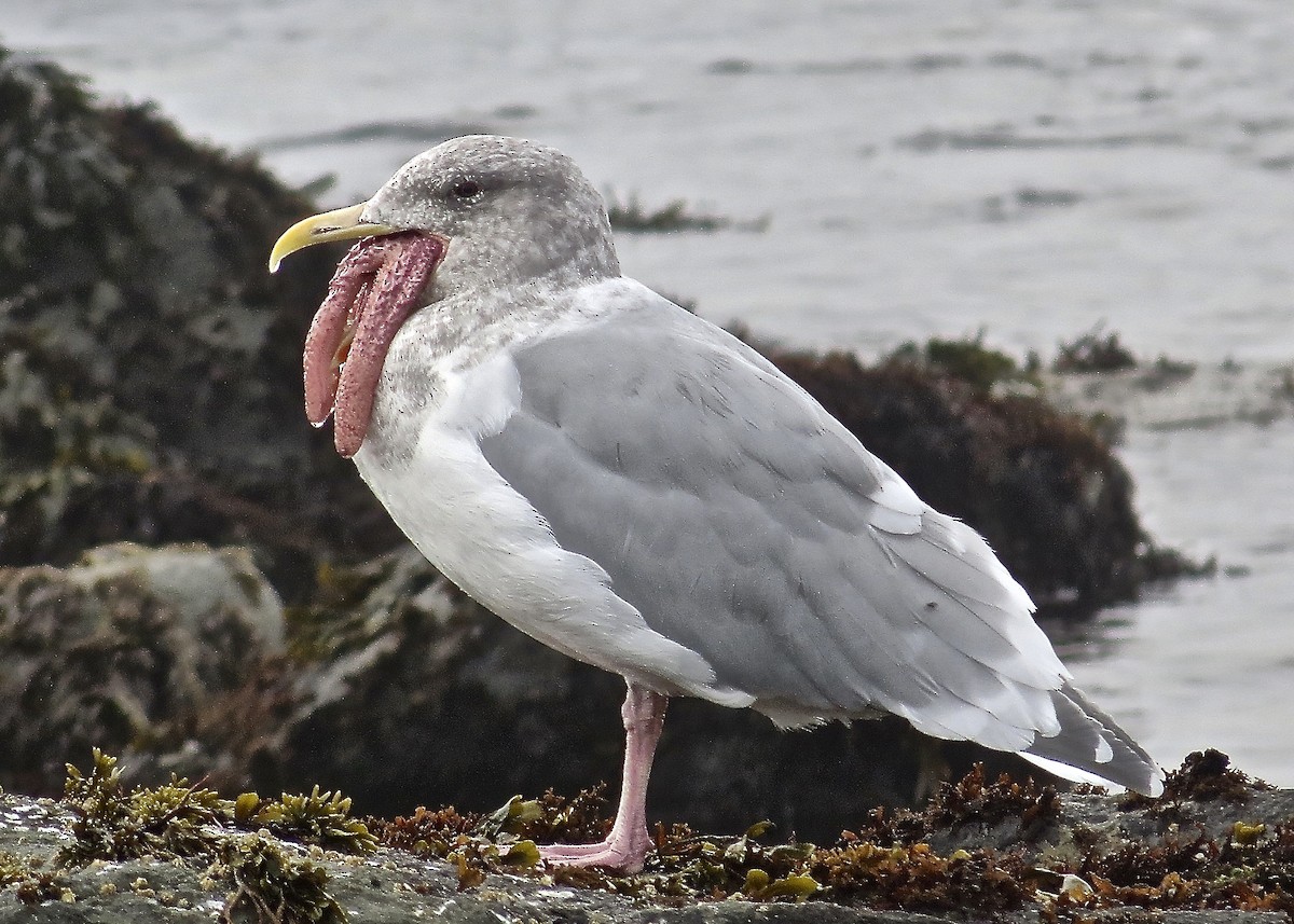 Glaucous-winged Gull - Dave Bengston