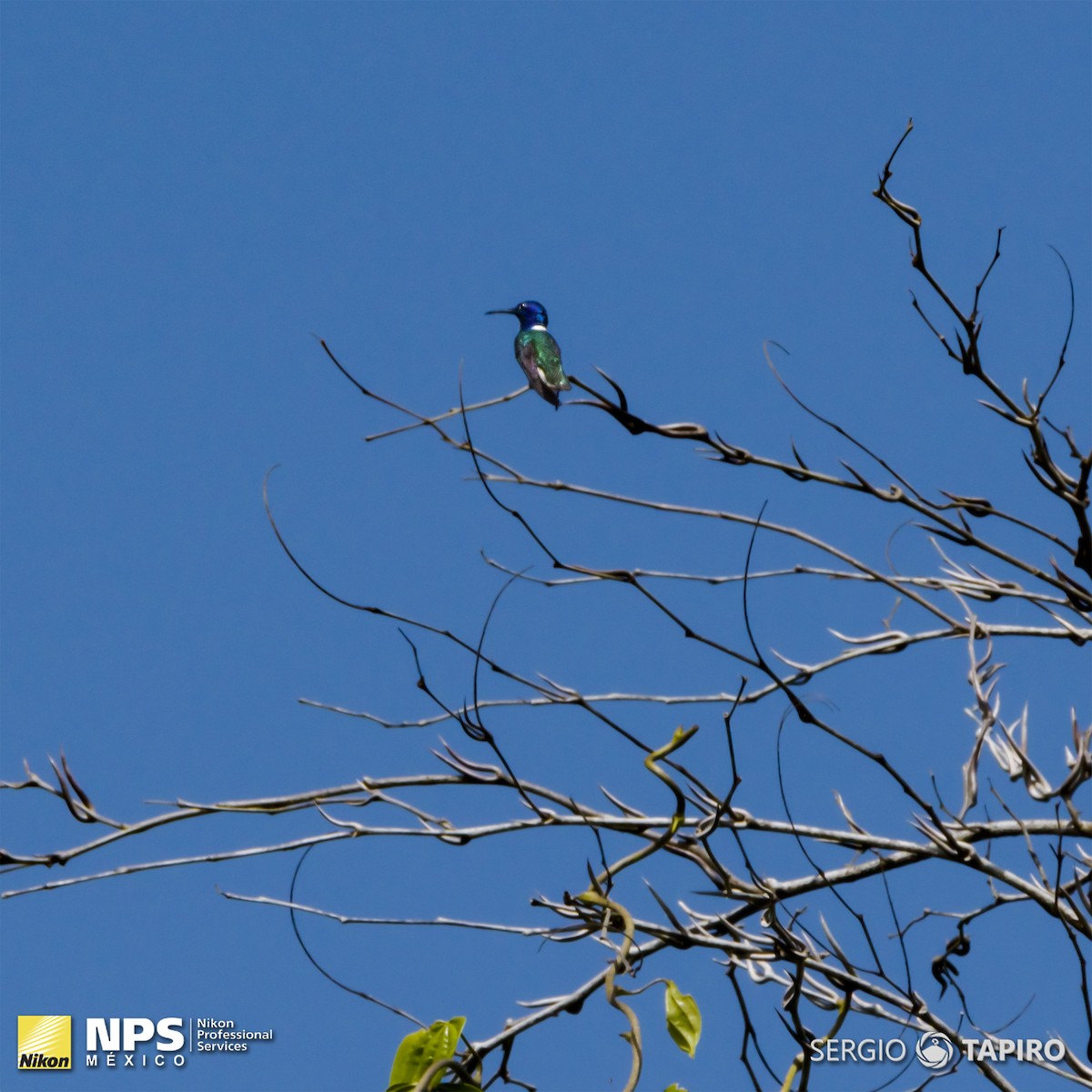 White-necked Jacobin - Sergio Tapiro Velasco