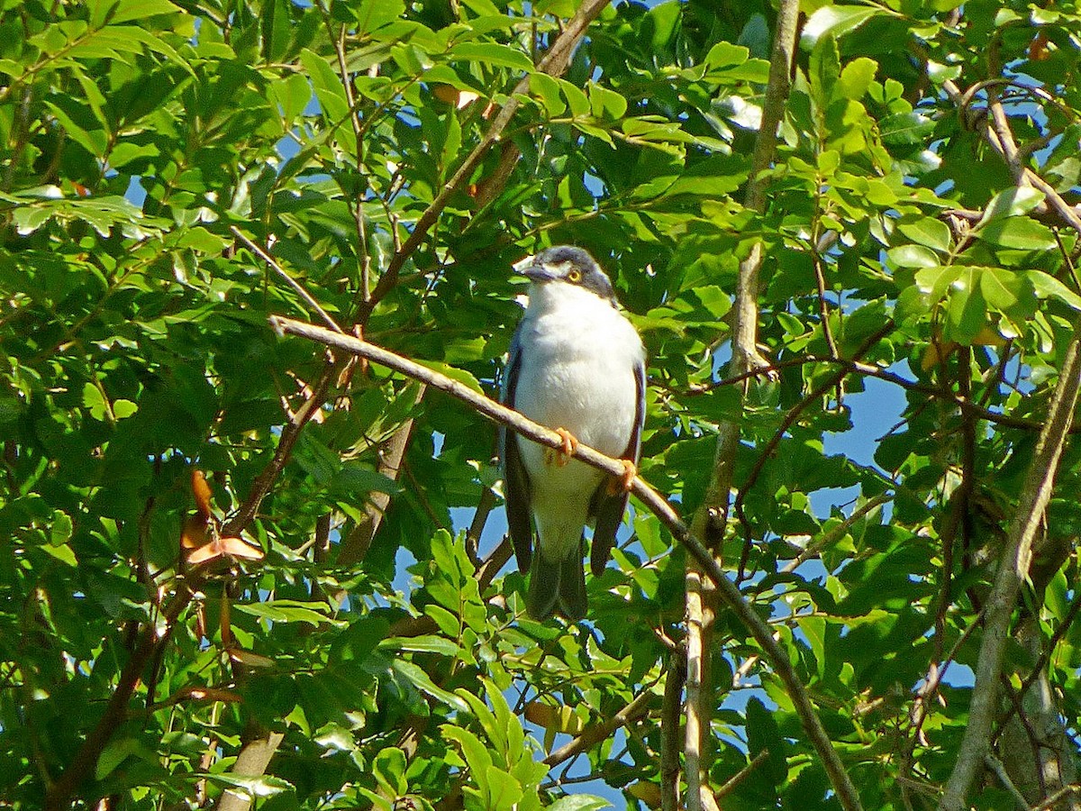 Hooded Tanager - ML128446571