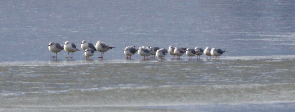 Bonaparte's Gull - ML128447861