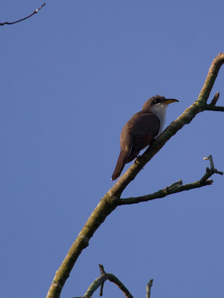 Yellow-billed Cuckoo - ML128450081