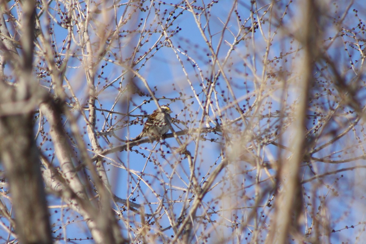 White-throated Sparrow - ML128450221