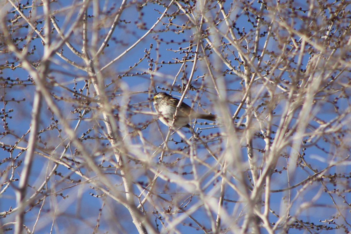 White-throated Sparrow - ML128450231