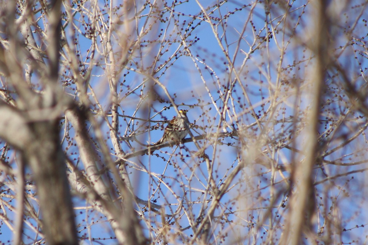 White-throated Sparrow - Cullen Clark