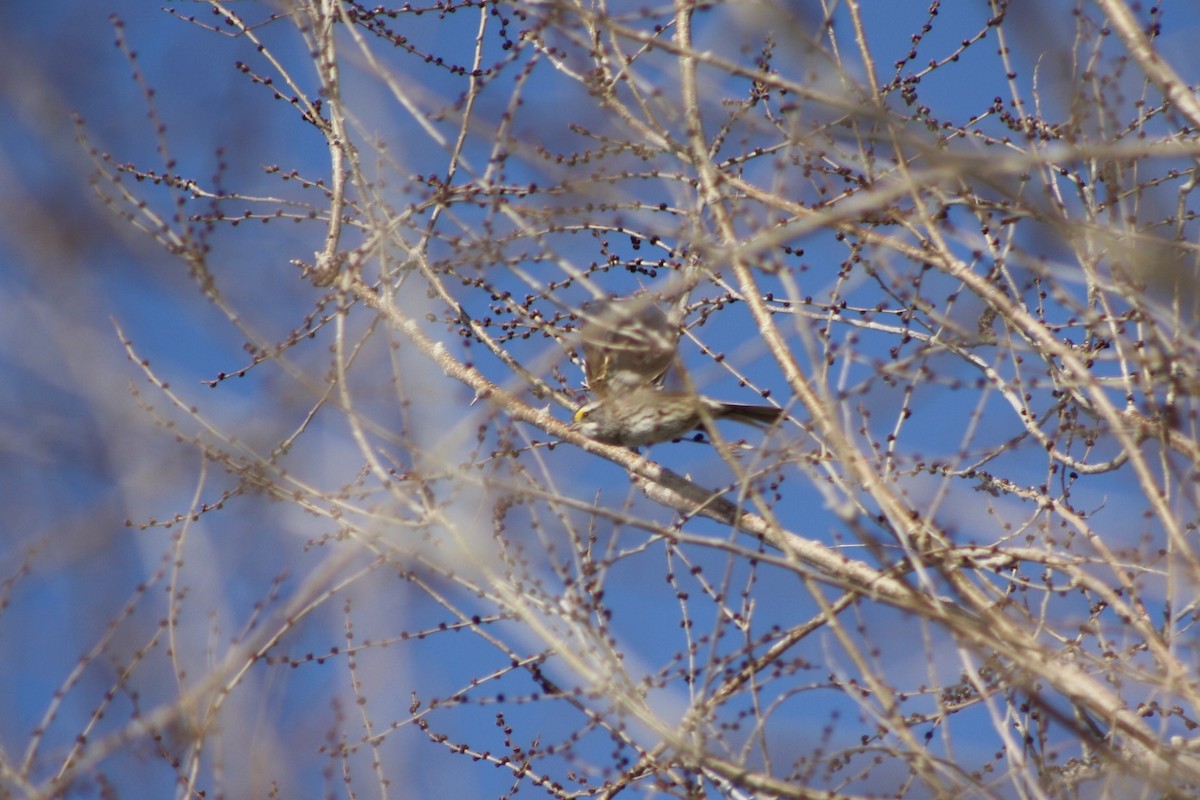 White-throated Sparrow - ML128450261