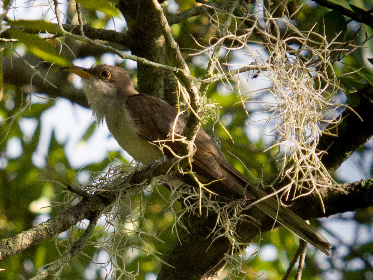 Yellow-billed Cuckoo - ML128450601