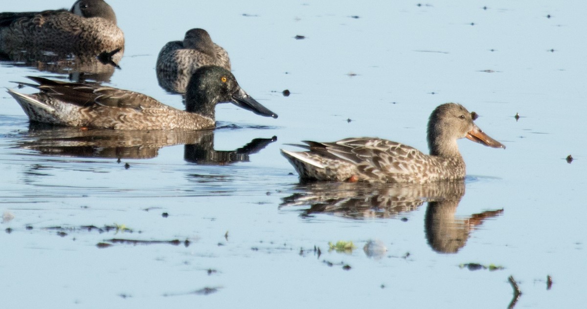 Northern Shoveler - ML128451201