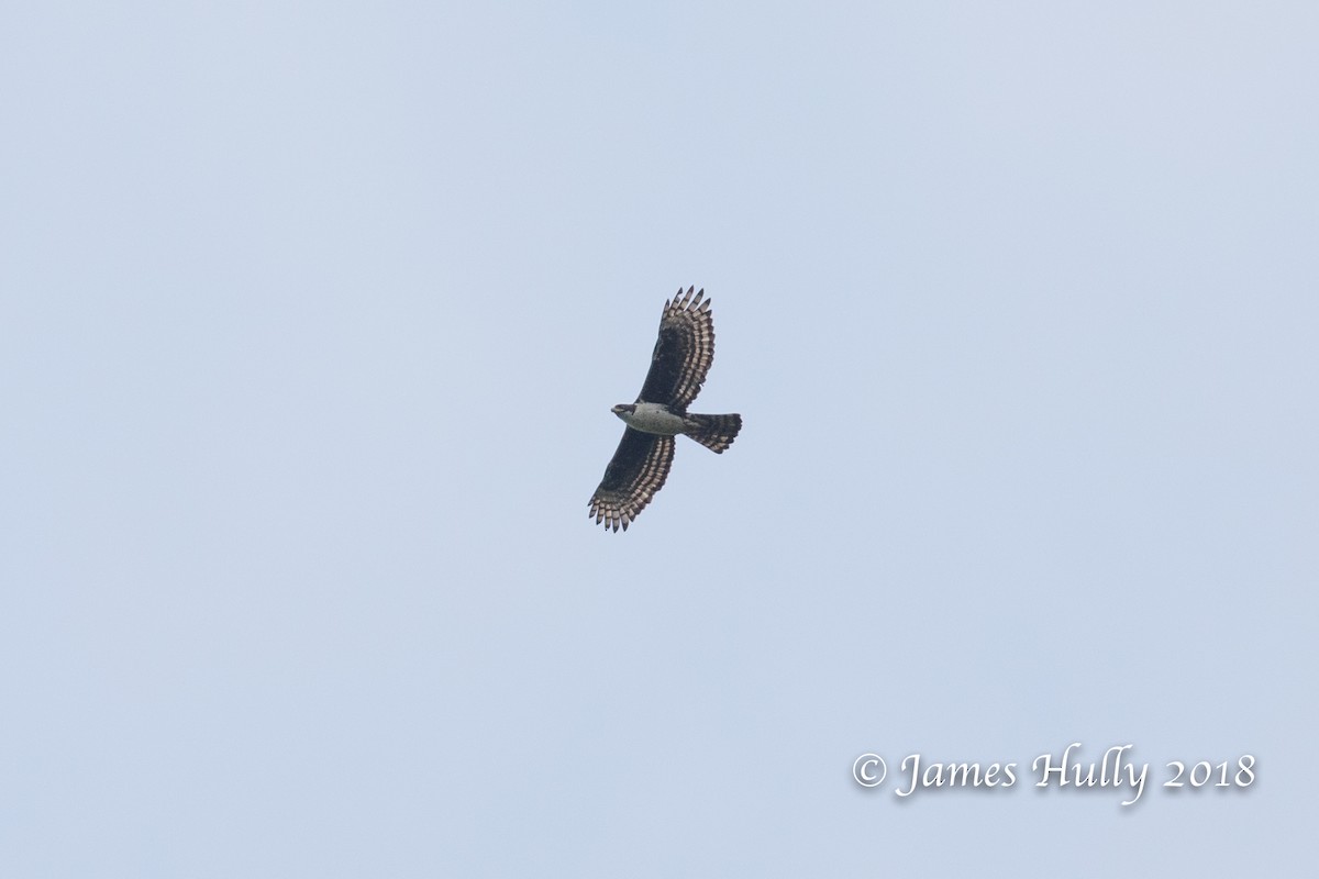 Cassin's Hawk-Eagle - James Hully