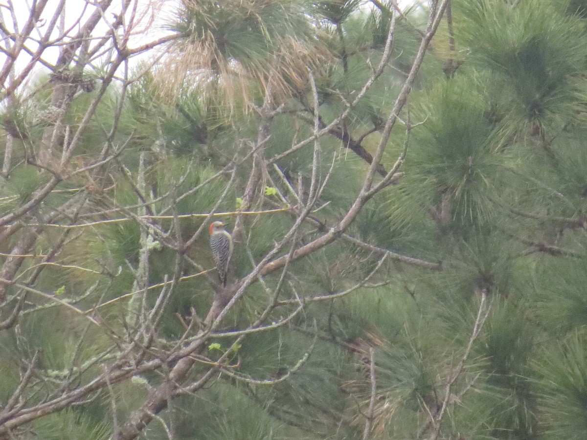 Red-bellied Woodpecker - Ian Hearn