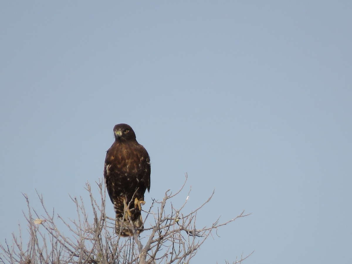 Rotschwanzbussard (harlani) - ML128454221