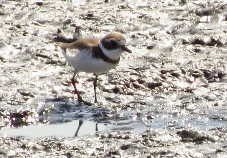 Semipalmated Plover - Diane Etchison