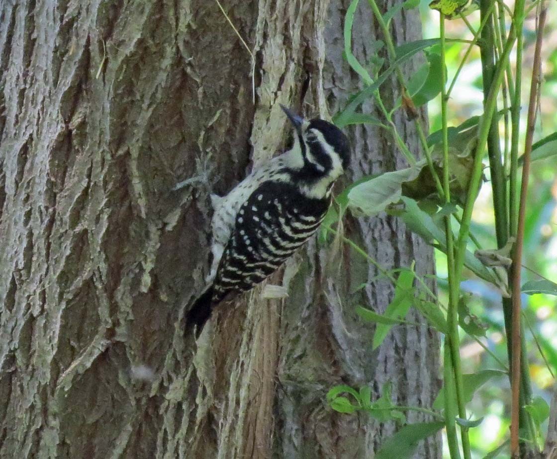 Nuttall's Woodpecker - ML128455381