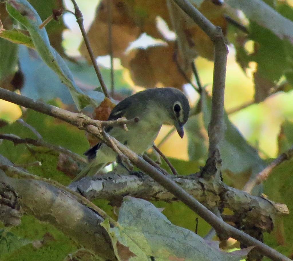 Cassin's Vireo - ML128455881