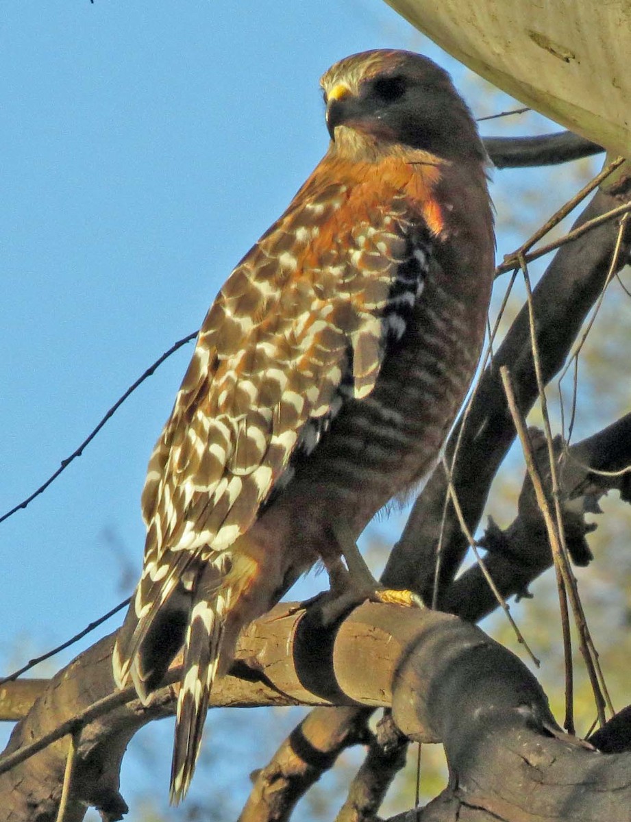 Red-shouldered Hawk - ML128455901