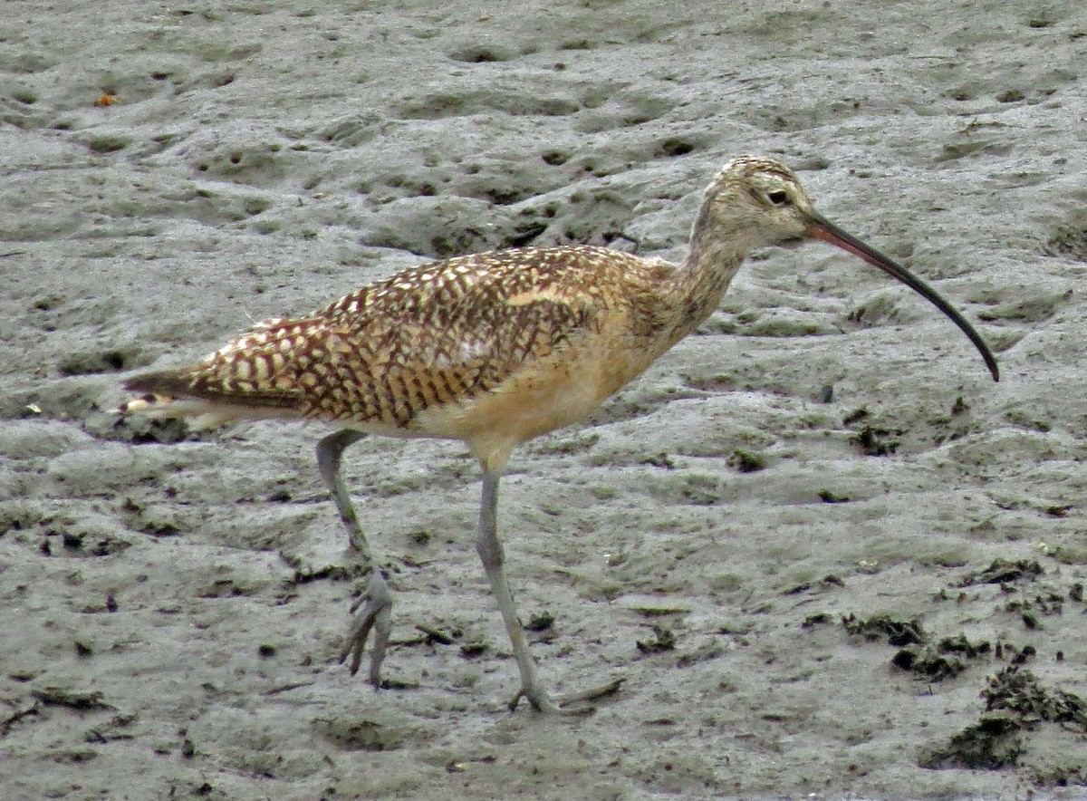 Long-billed Curlew - Diane Etchison