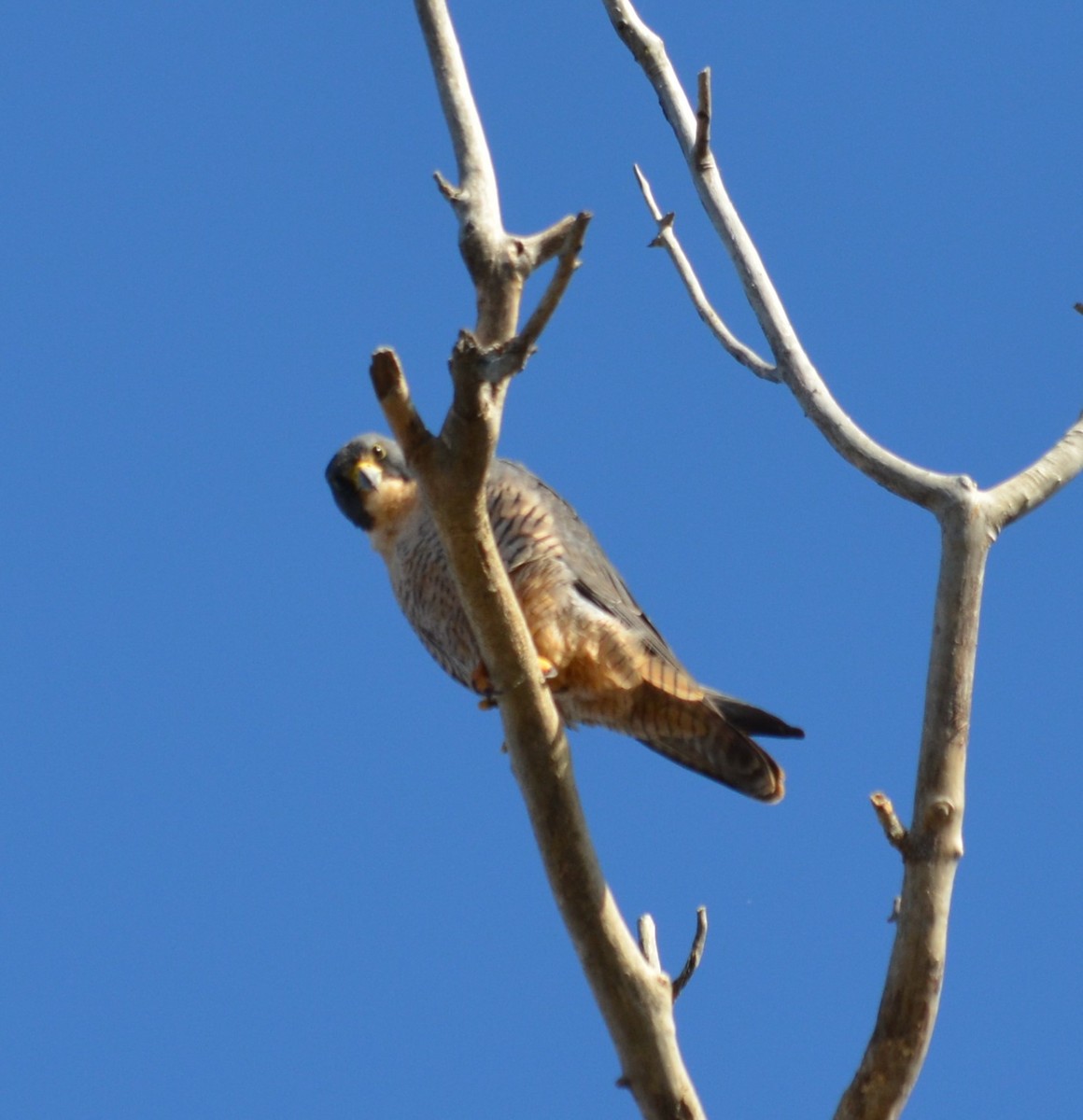 Peregrine Falcon - ML128459041