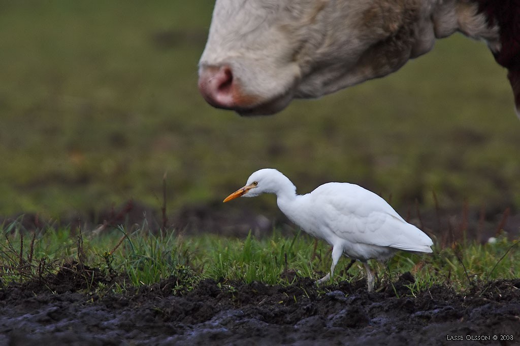 Western Cattle Egret - ML128460431