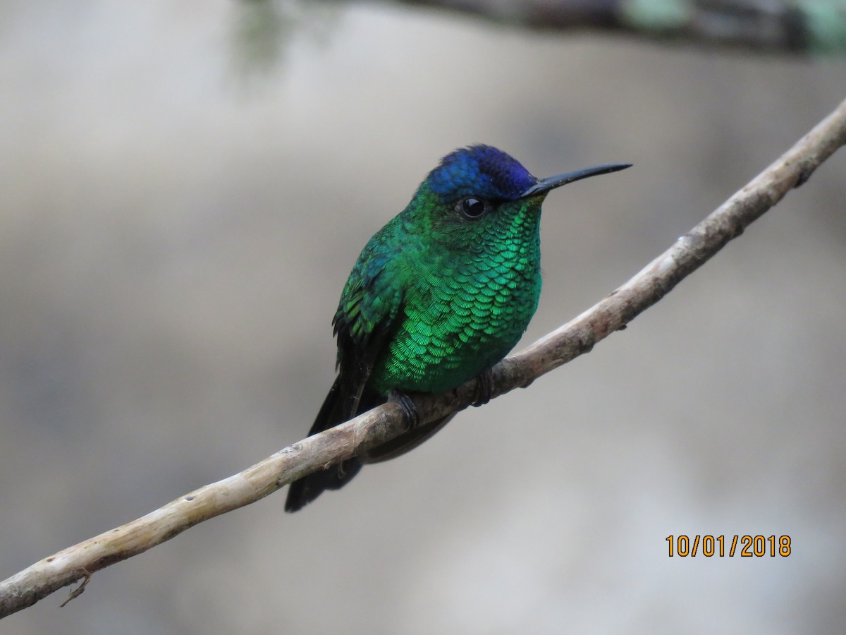 Violet-capped Woodnymph - C L  Hampton