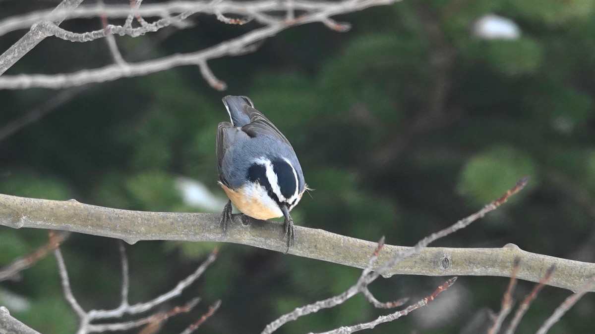 Red-breasted Nuthatch - ML128463411