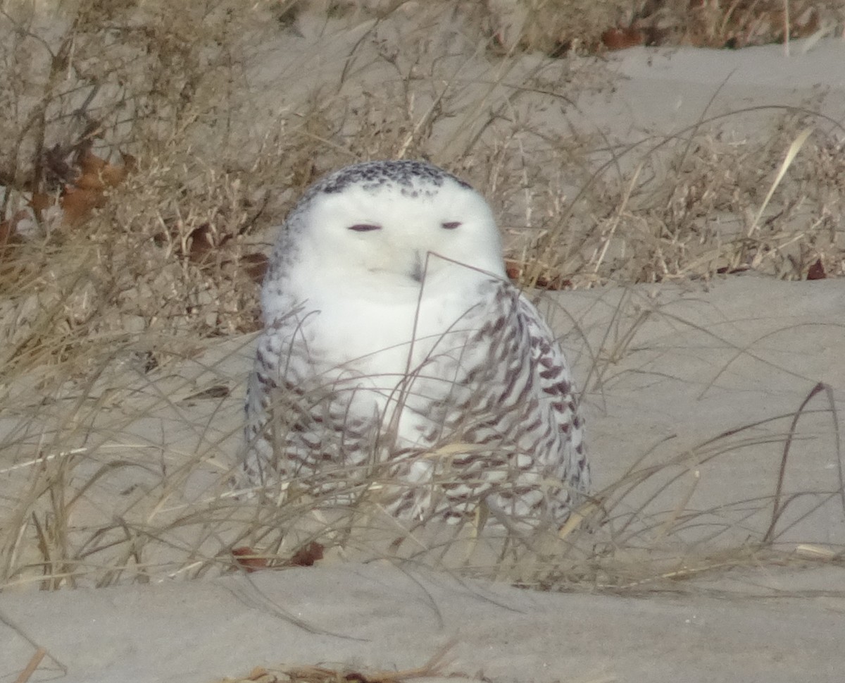 Snowy Owl - Colin Marchant