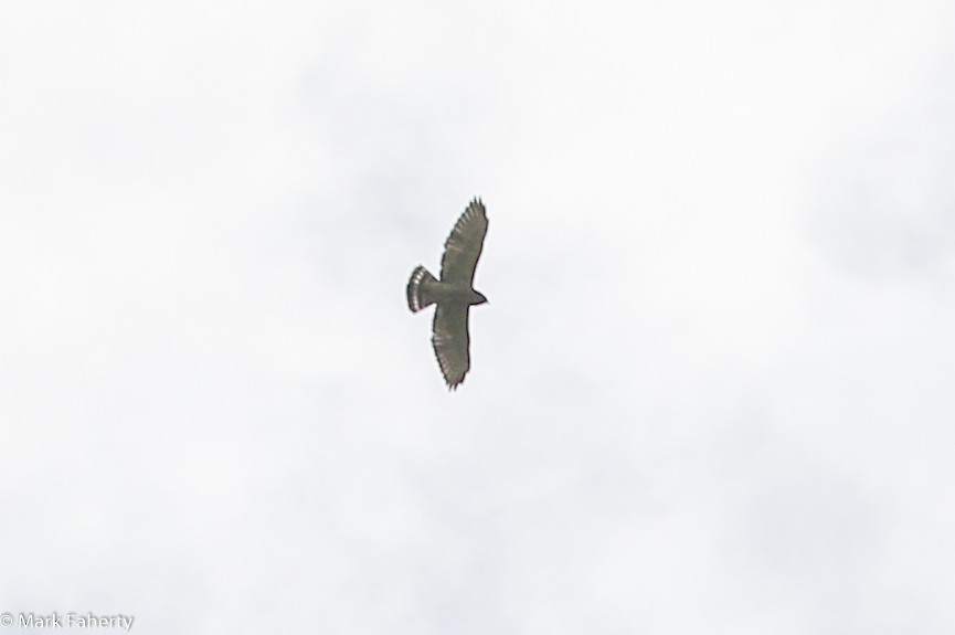 Broad-winged Hawk - Mark Faherty