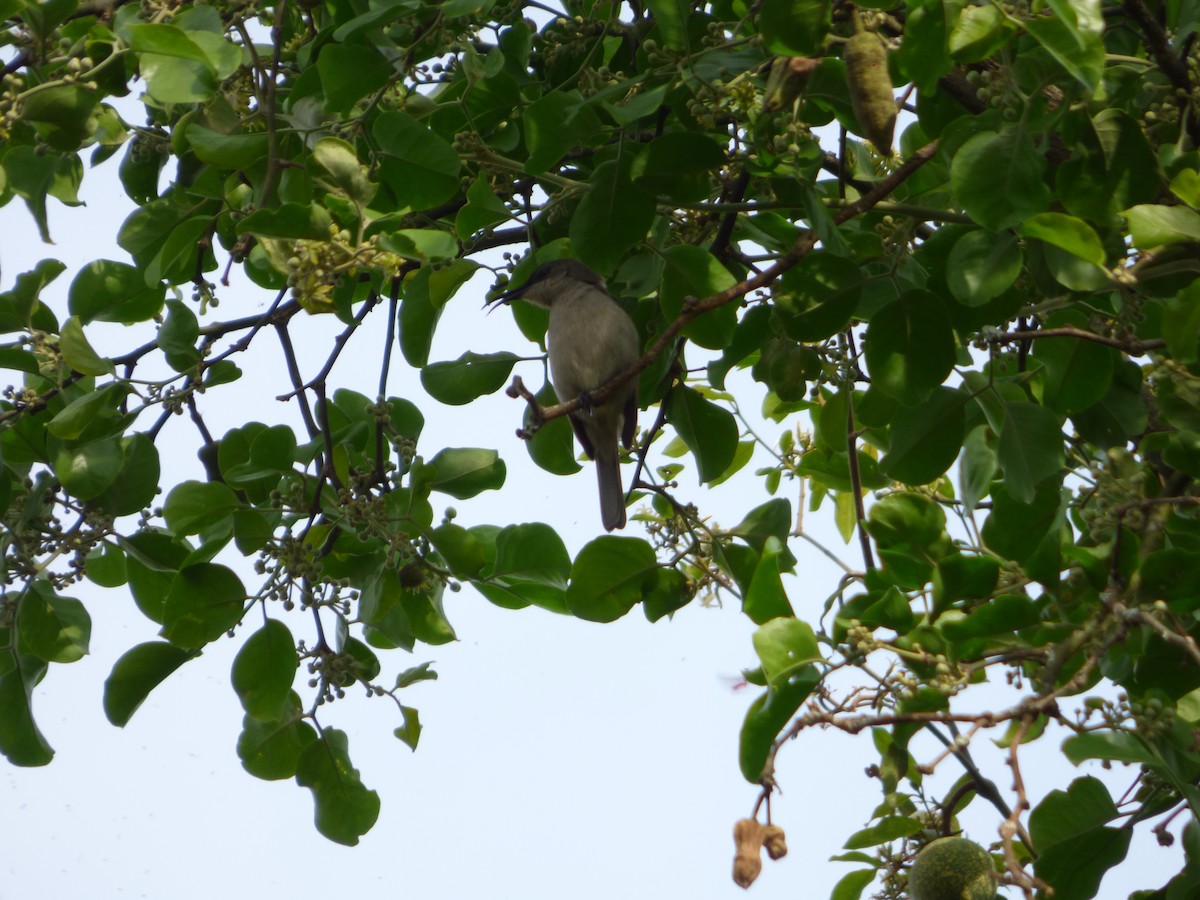 Mouse-colored Sunbird - Bill Crins