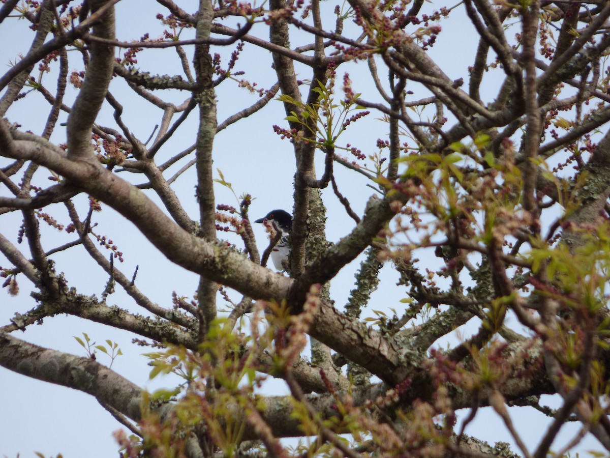 Black-backed Puffback - ML128465001