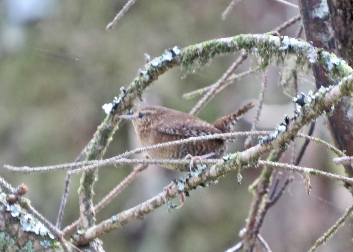 Pacific Wren - ML128465121