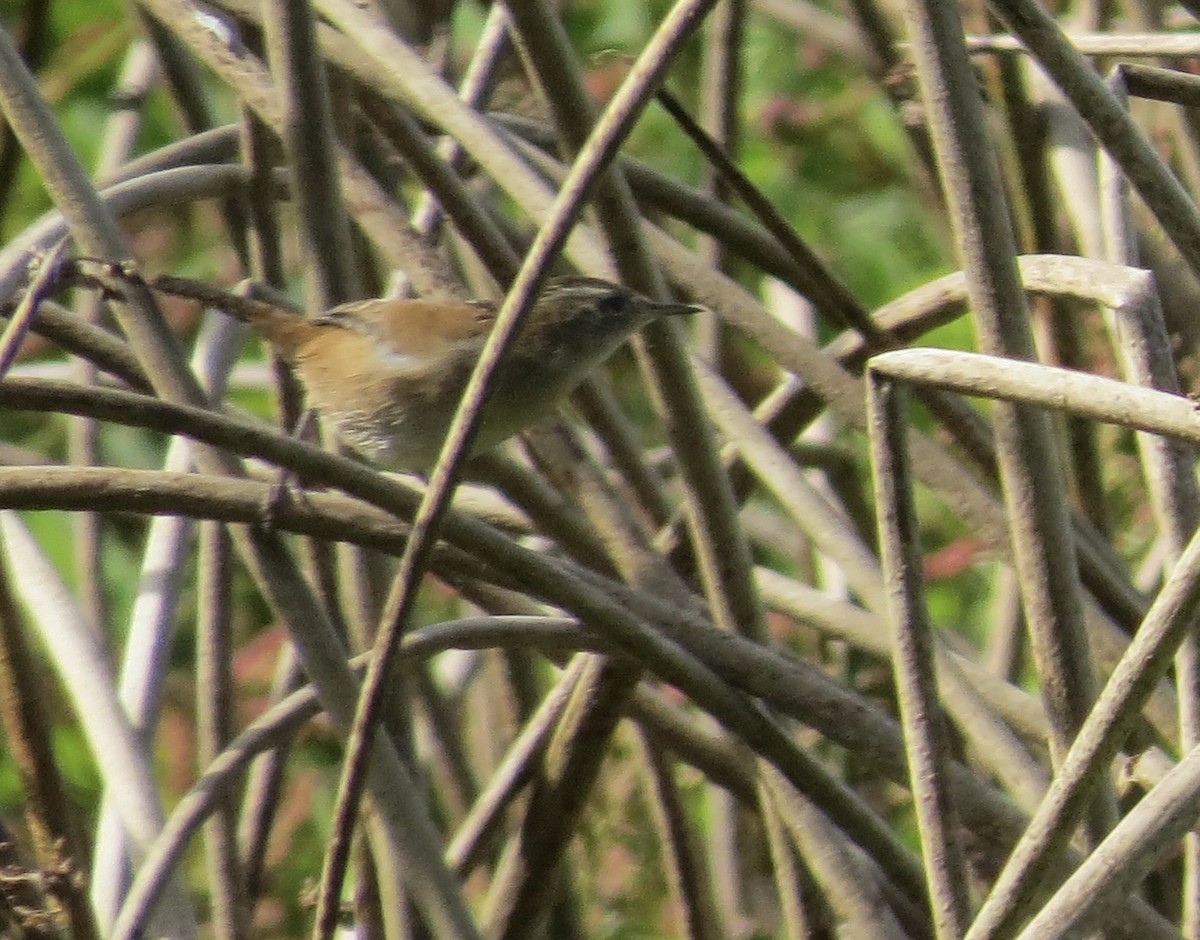 Marsh Wren - ML128465221