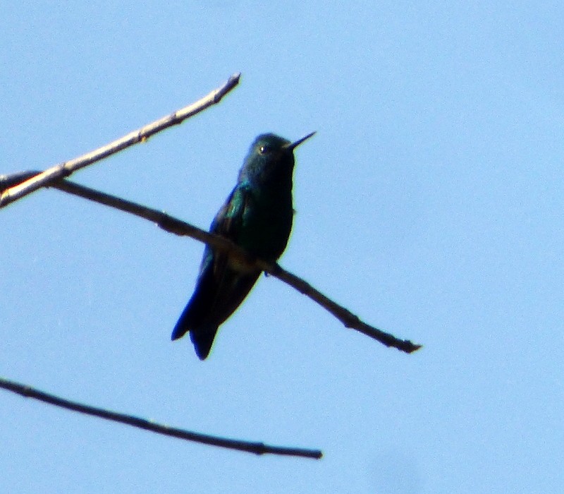Sapphire-throated Hummingbird - ML128465771