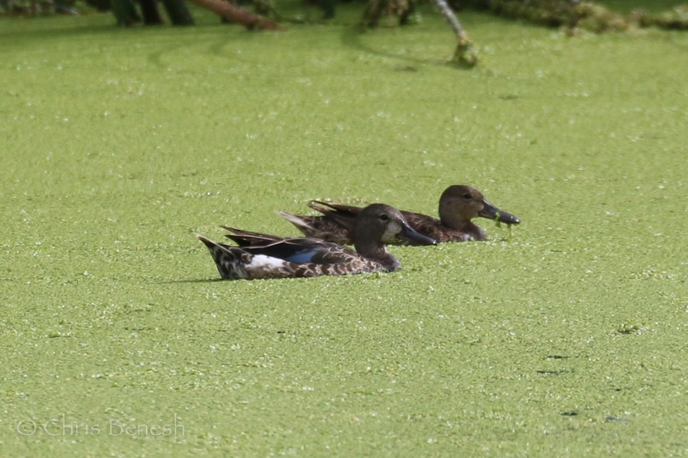 Blue-winged Teal - Chris Benesh