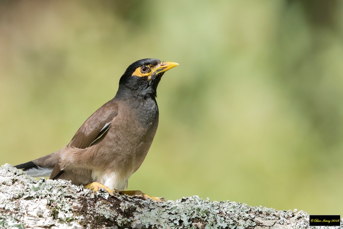 Common Myna - ML128467211