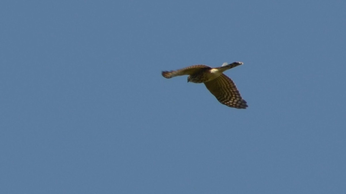 Sharp-shinned Hawk - ML128468371