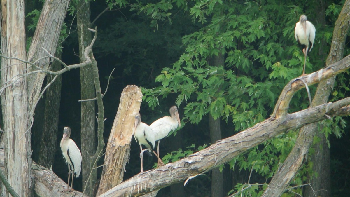 Wood Stork - Andy Reago &  Chrissy McClarren