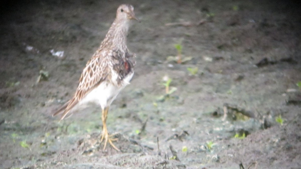 Pectoral Sandpiper - ML128470121