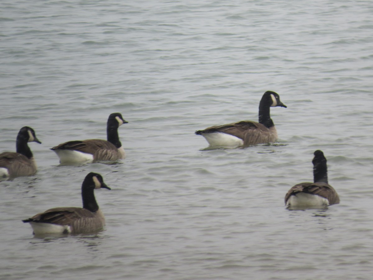 Canada Goose - Mike Coulson