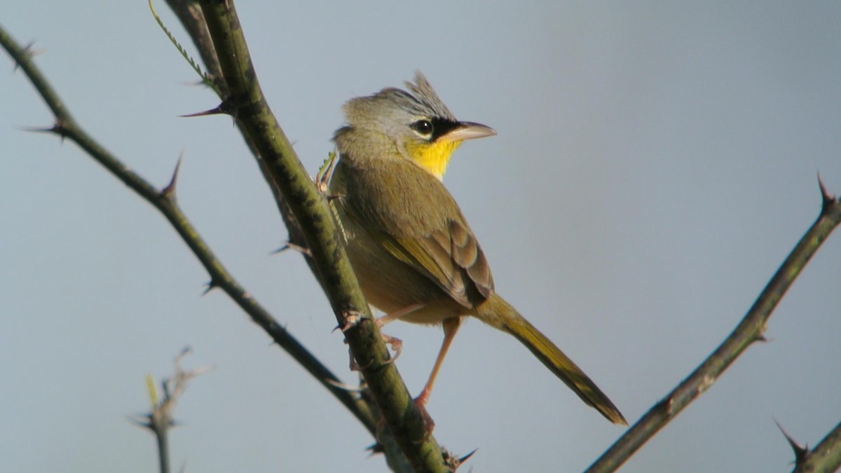 Gray-crowned Yellowthroat - ML128476301