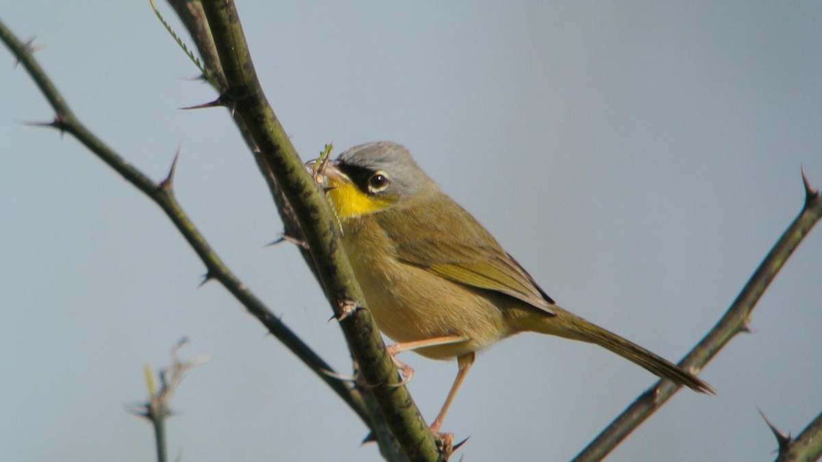 Gray-crowned Yellowthroat - ML128476311