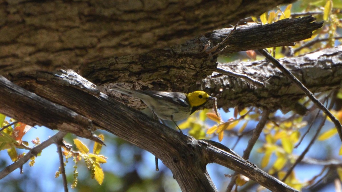 Hermit Warbler - Andy Reago &  Chrissy McClarren