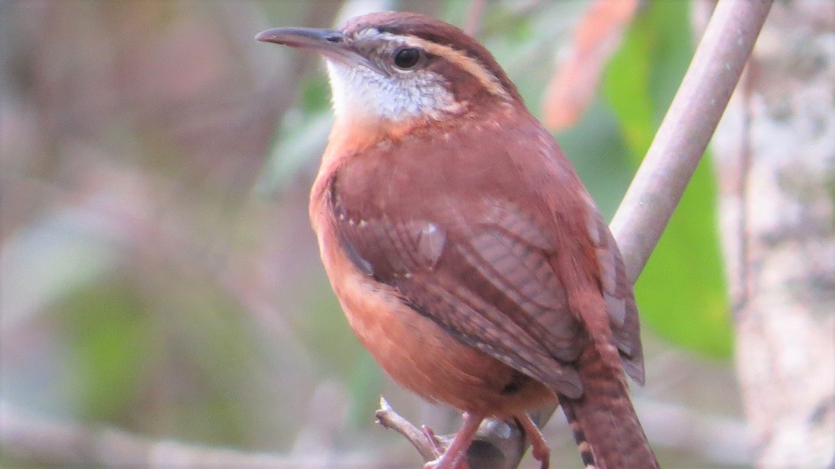 Carolina Wren - Tom Obrock