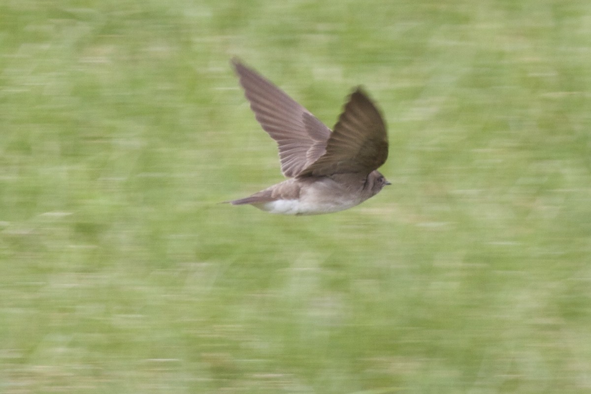 Northern Rough-winged Swallow - ML128484561