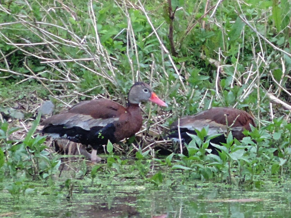 Black-bellied Whistling-Duck - Rob Speirs