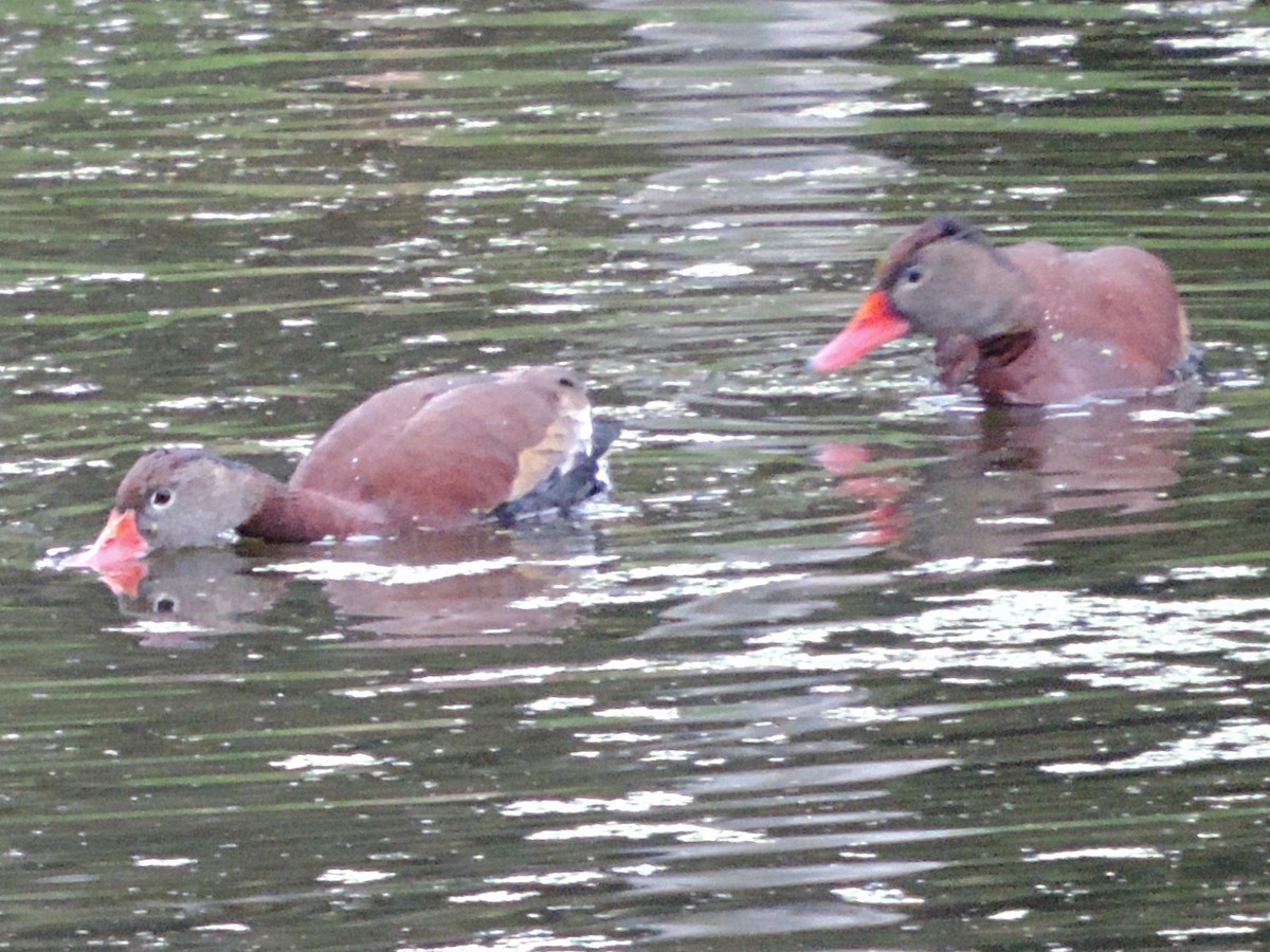 Black-bellied Whistling-Duck - ML128489761